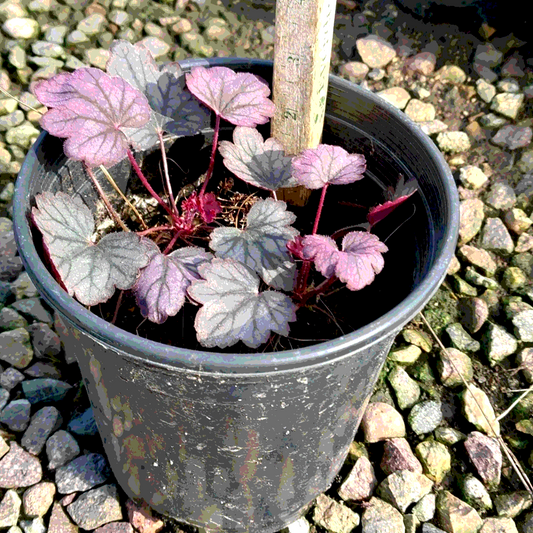 Carnival Rose Coral Bells - 1 Gallon - #21951