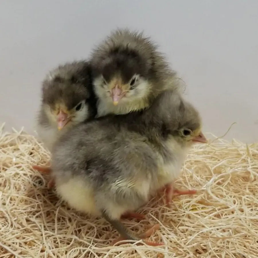 White Jersey Giants Chick - Female - #32470