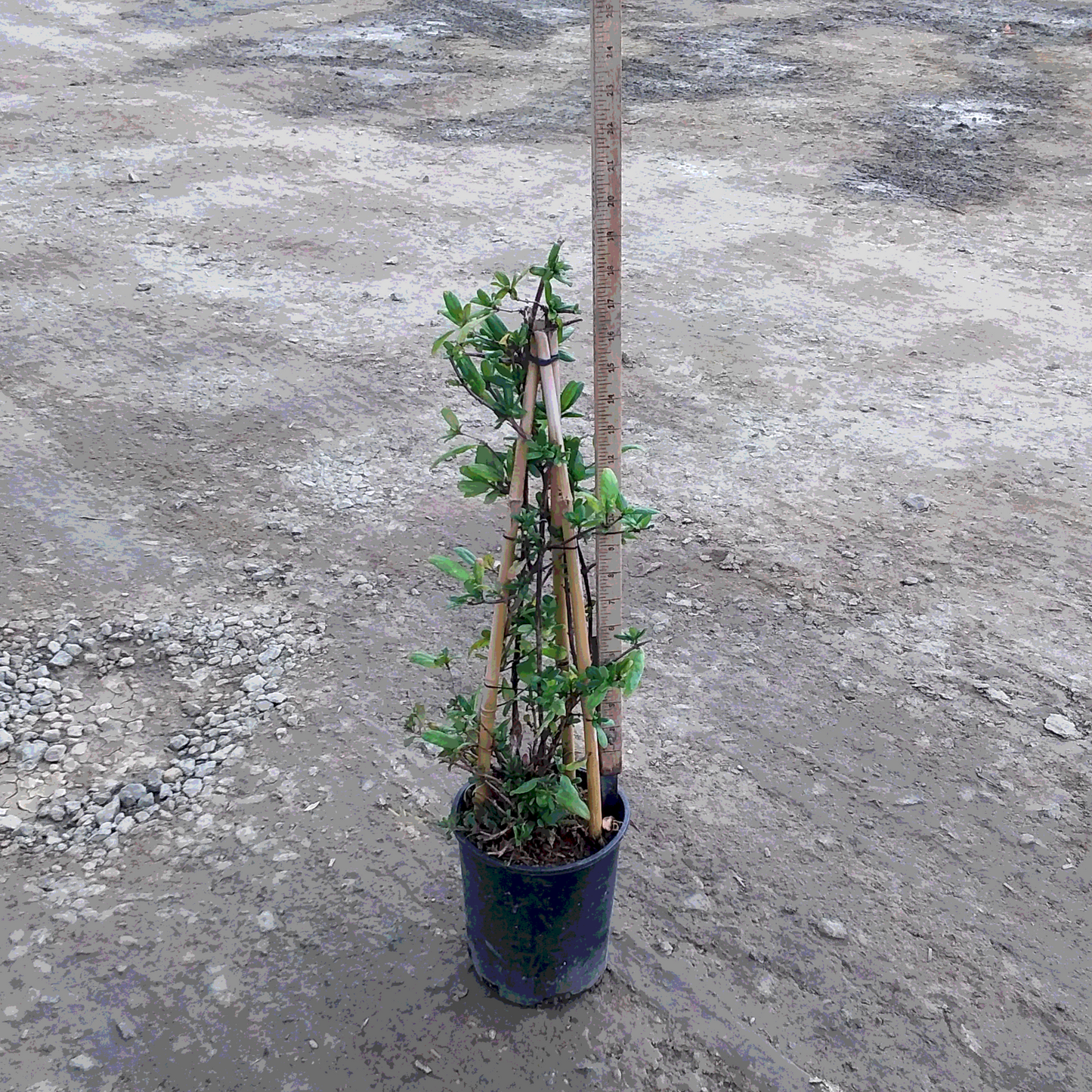 Honeysuckle 'Japanese Hall's' Staked - 1 Gallon - #554