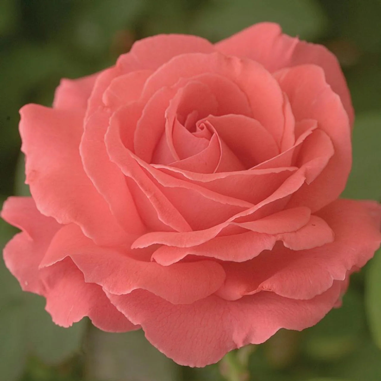 Rose America - Climber - TNP - #27825