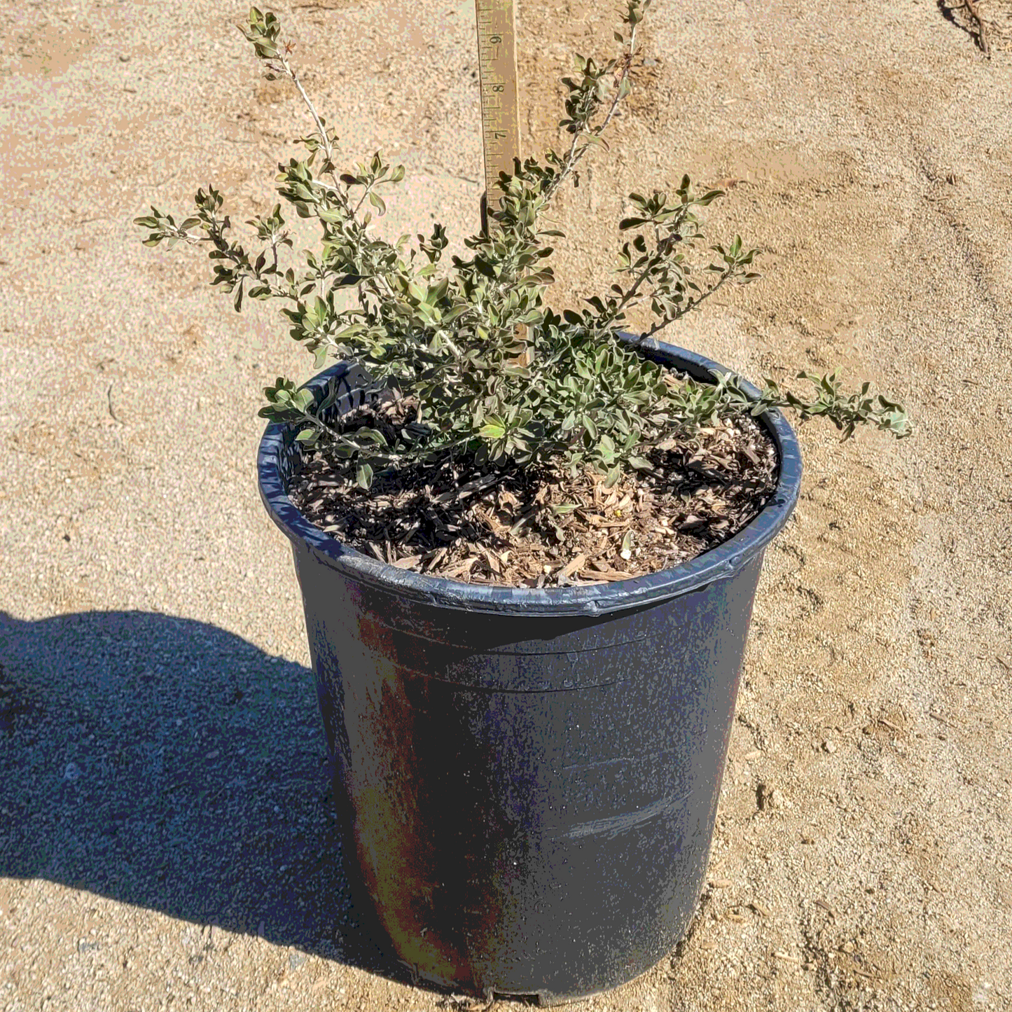 Heavenly Cloud Texas Sage - 5 Gallon - #541