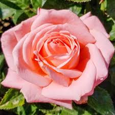 Rose Heavenly Scented - Hybrid Tea - TNP - #29769