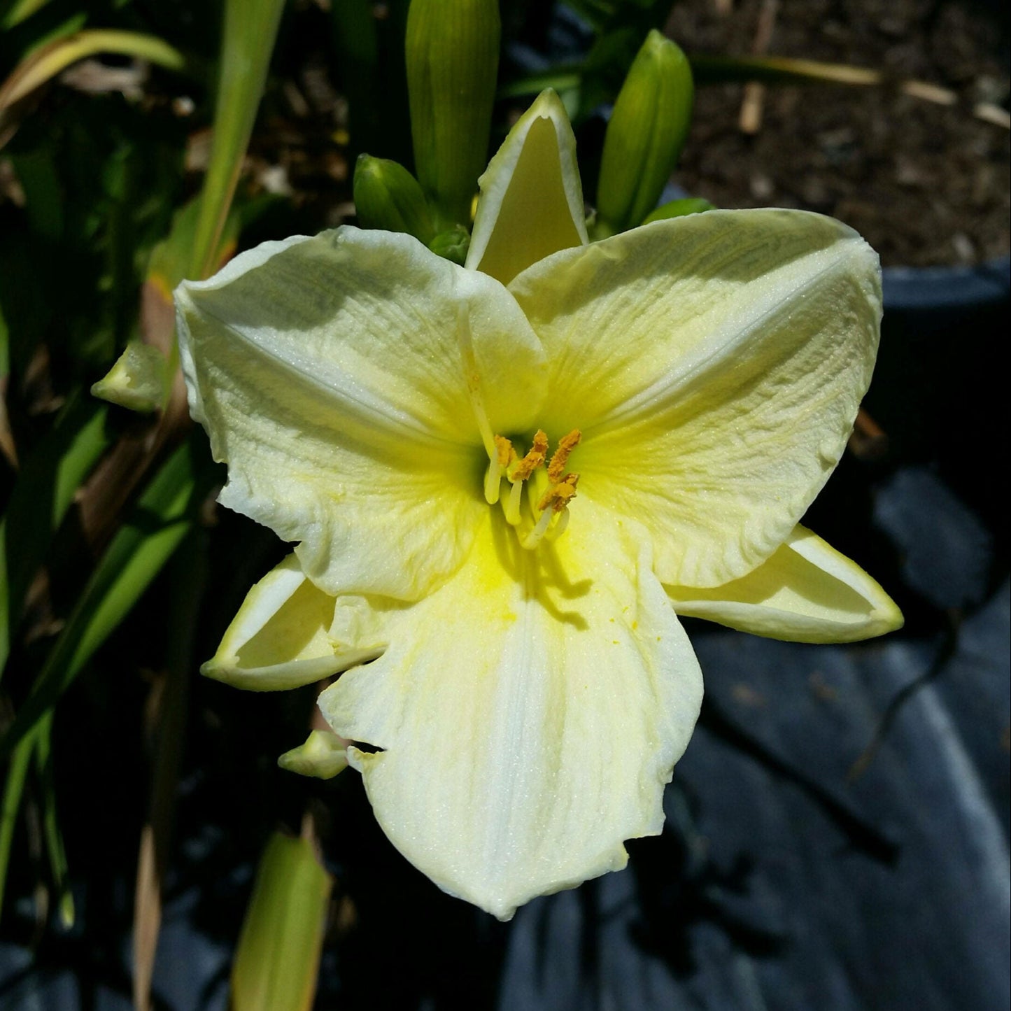 White Daylily - 1 Gallon - #30218