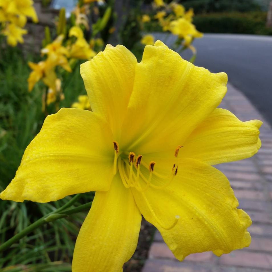 Yellow Evergreen Daylily - 1 Gallon - #31972
