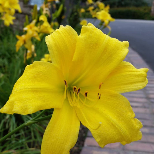 Yellow Evergreen Daylily - 1 Gallon - #31972