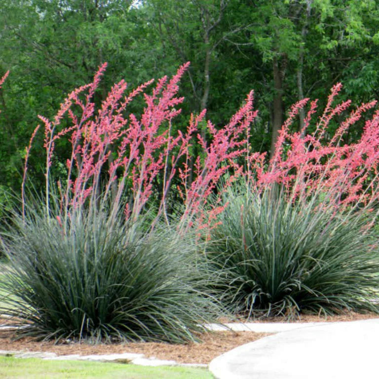 False Red Yucca - 5 Gallon - #32756