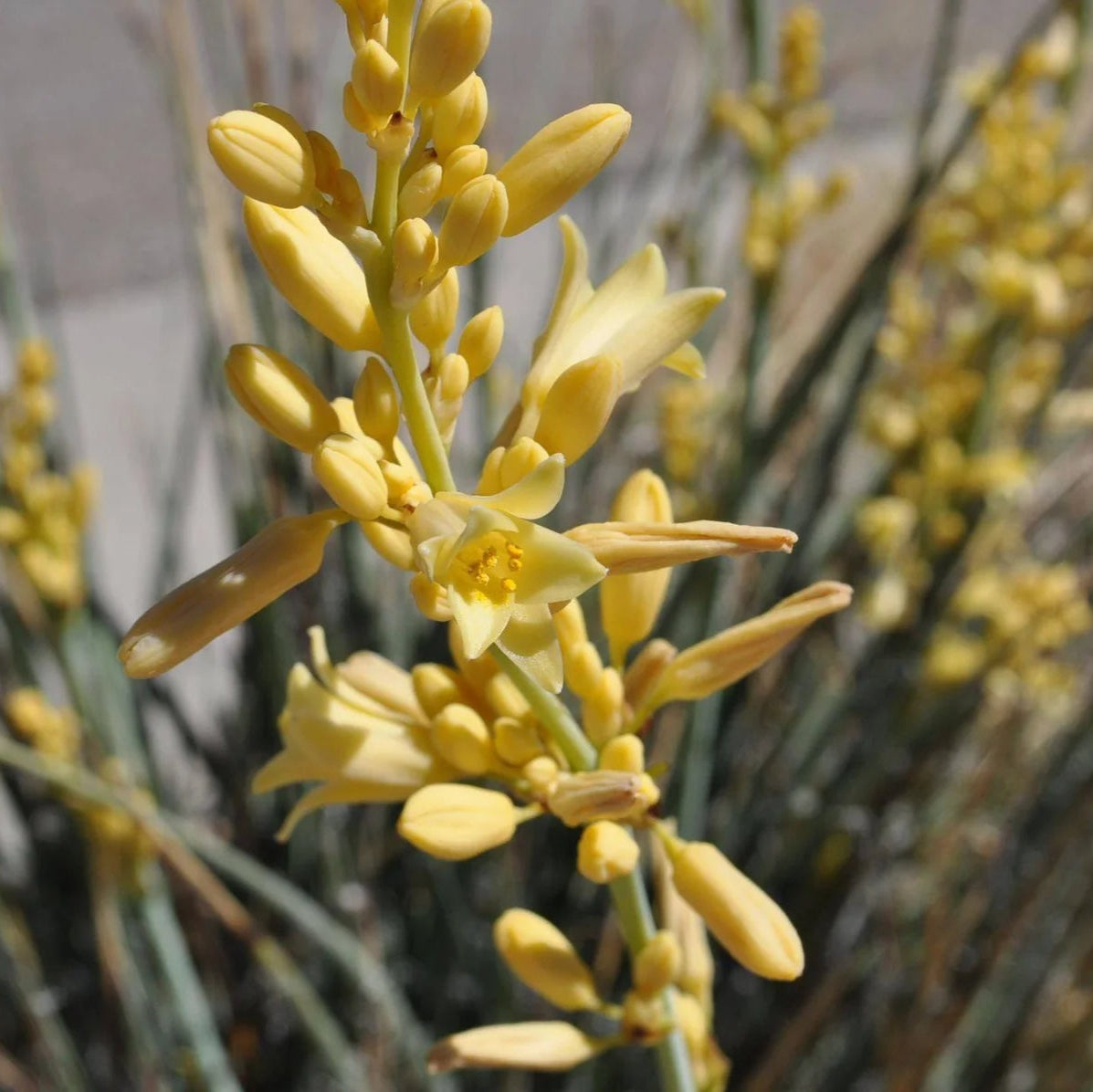 Yucca 'Yellow' - 5 Gallon - #8755