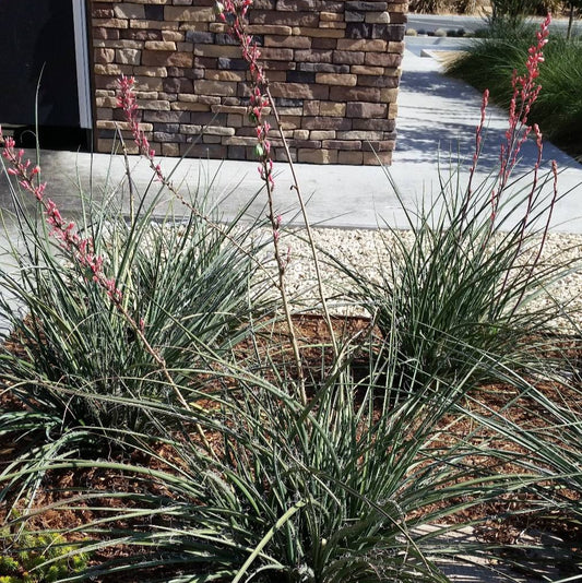 Yucca 'False Red' - 1 Gallon - #502