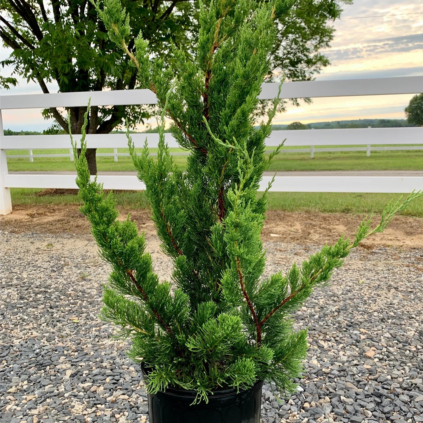 Juniper 'Hollywood Twisted' - 5 Gallon - #887