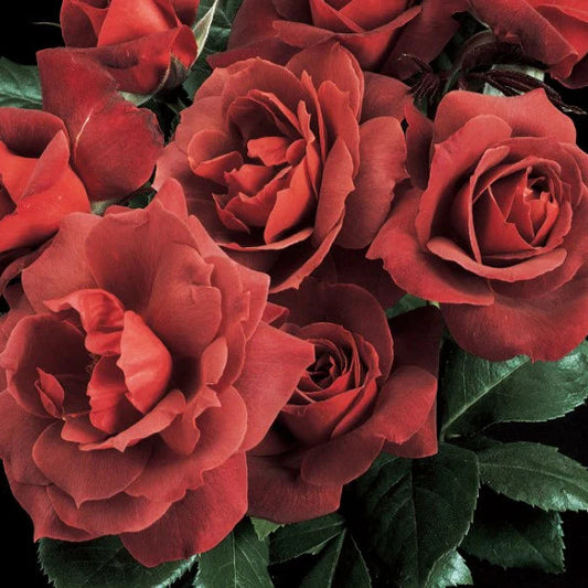 Rose Hot Cocoa - Floribunda - TNP - #29771