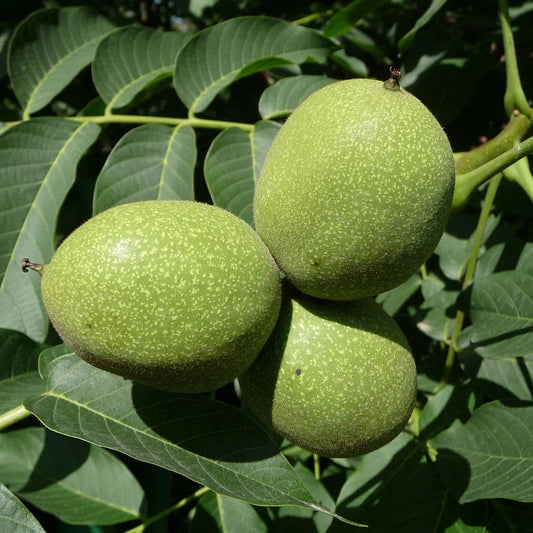 Arizona Walnut - 15 Gallon - #6371
