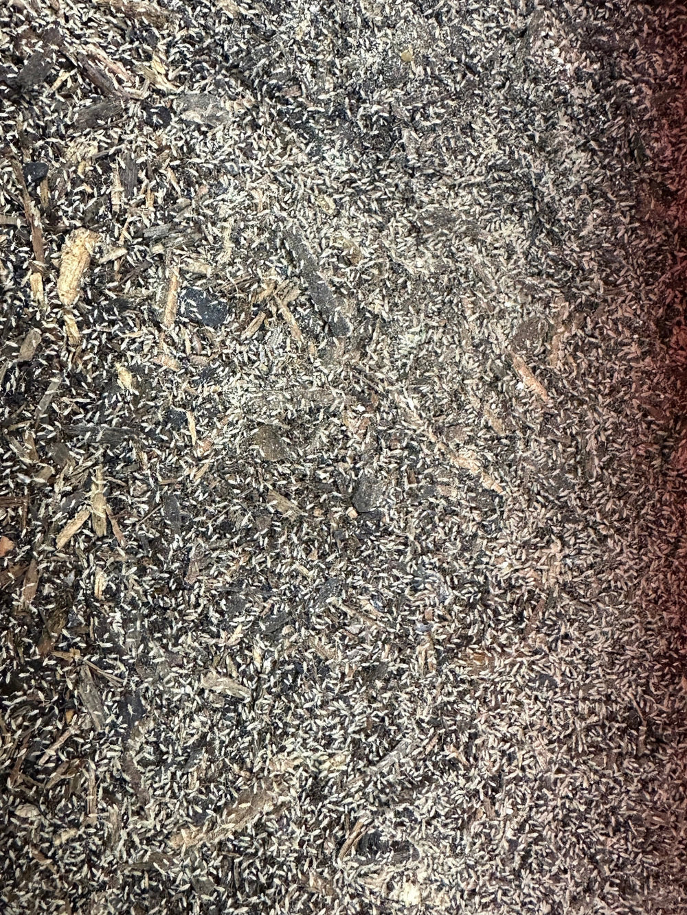 Springtail Culture