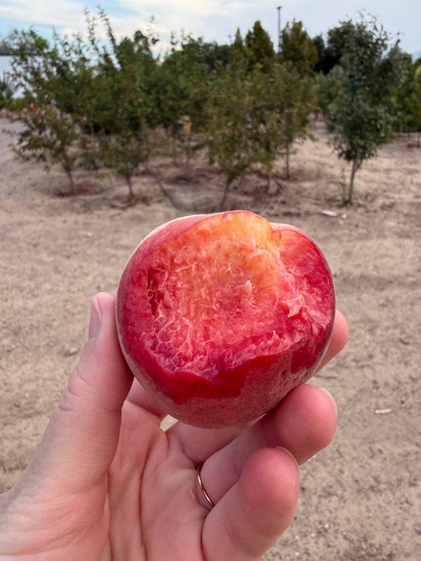 O'Henry Peach - Grow Bag - #29625