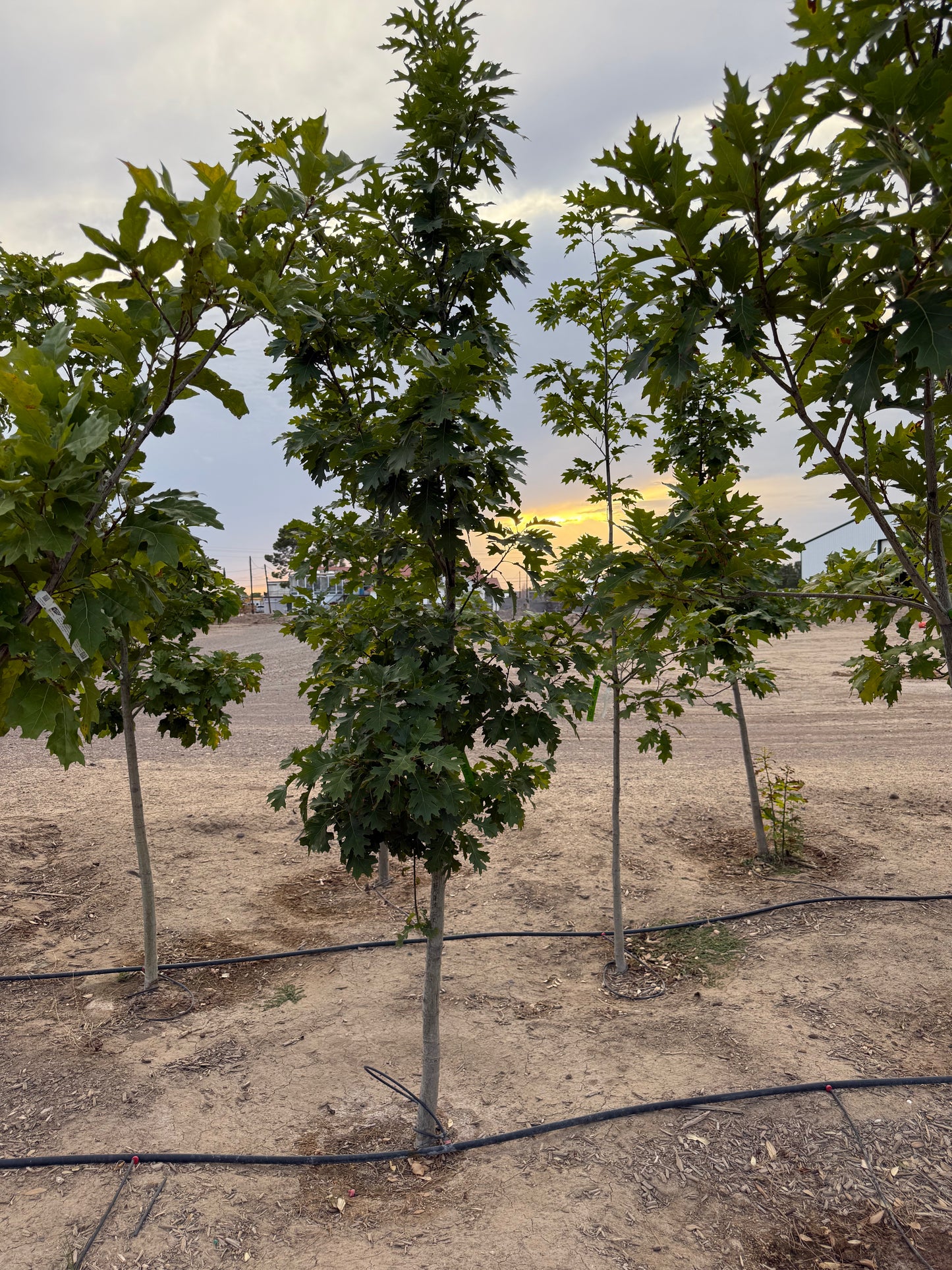 Oak Red - Grow Bag - #31720