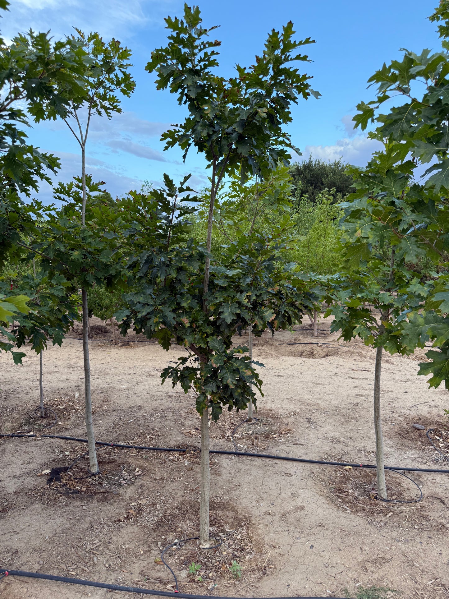 Oak Red - Grow Bag - #31720