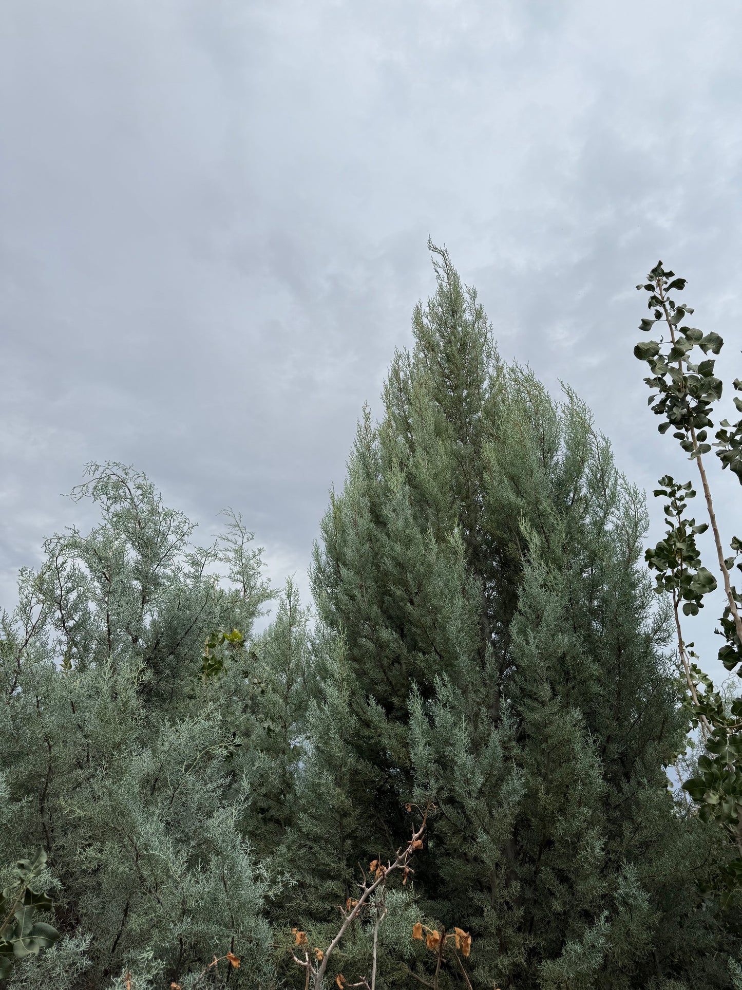 Juniper 'Wichita Blue' - Grow Bag - #30056