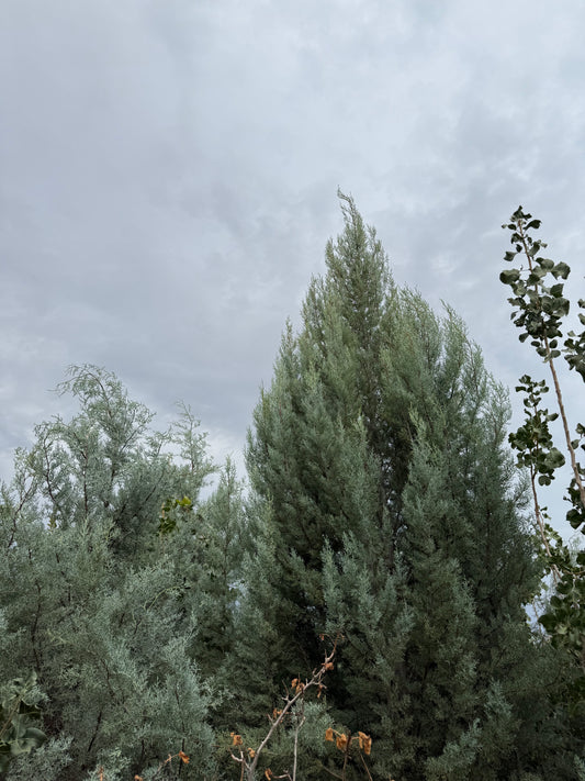 Wichita Blue Juniper - Grow Bag - #30056