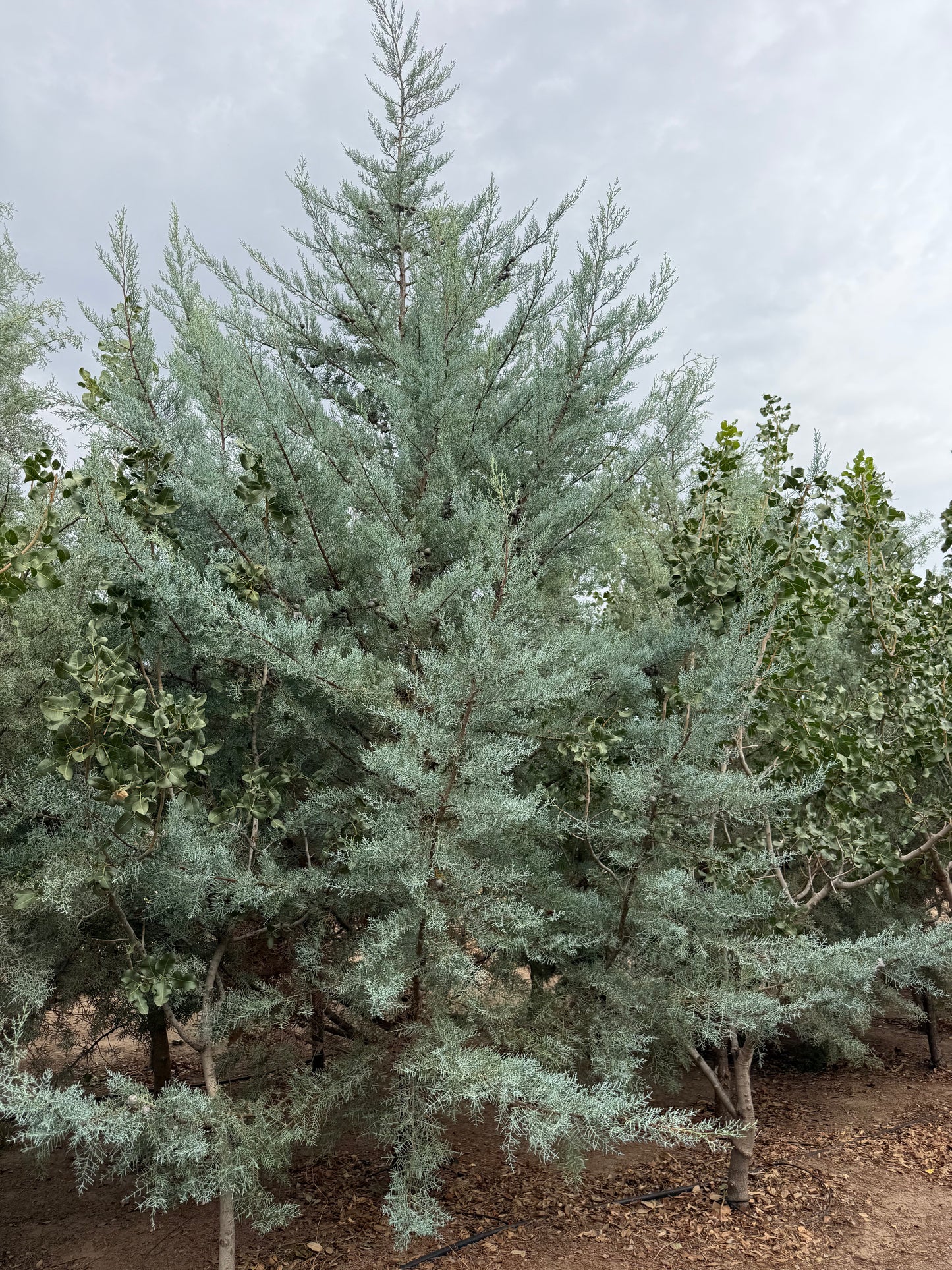 Cypress 'Arizona Blue Ice' - 18" Bag - #28410