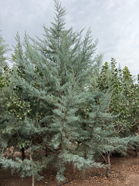 Juniper 'Wichita Blue' - Grow Bag - #30056