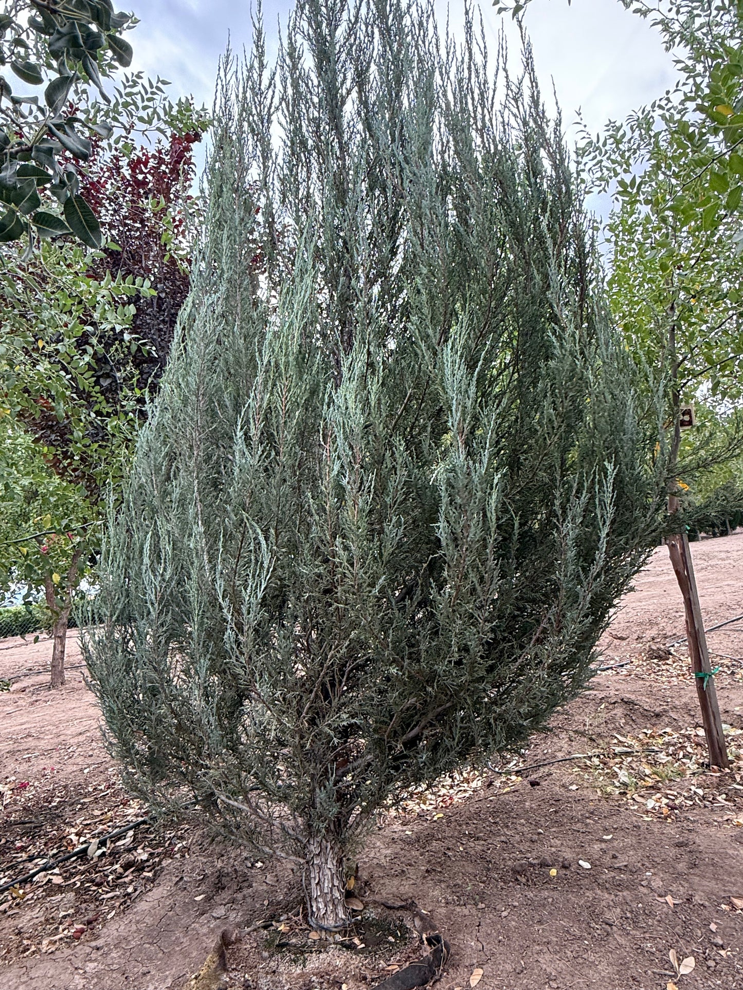 Juniper 'Skyrocket' - Grow Bag - #28399