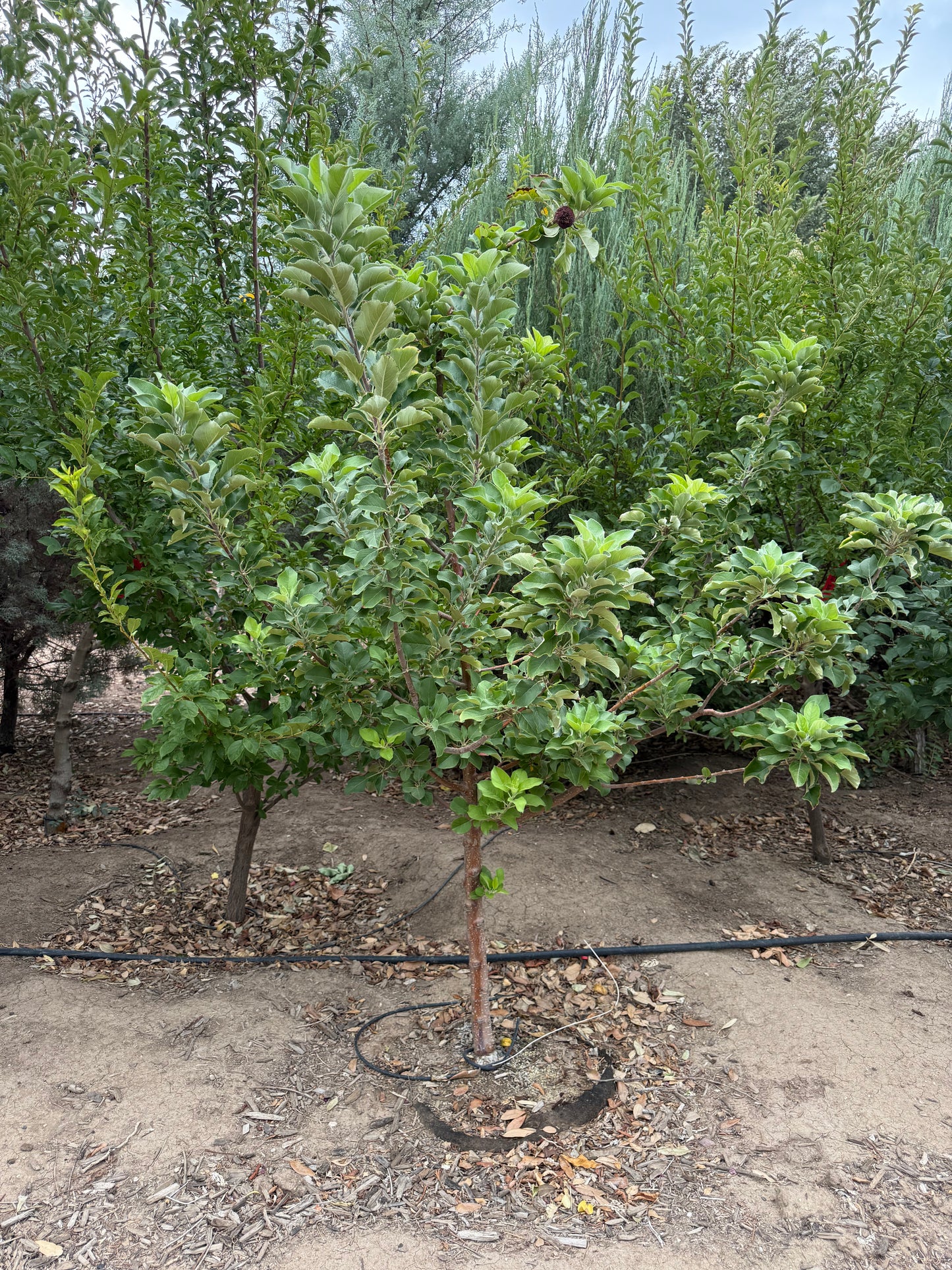 Apple 'Gala' - Grow Bag - #29681