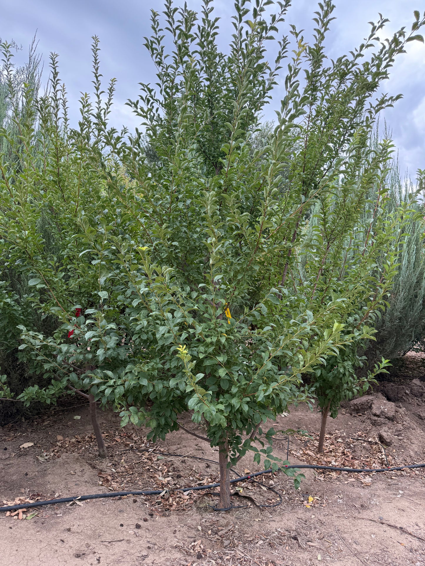 Methley Plum - Grow Bag - #29641