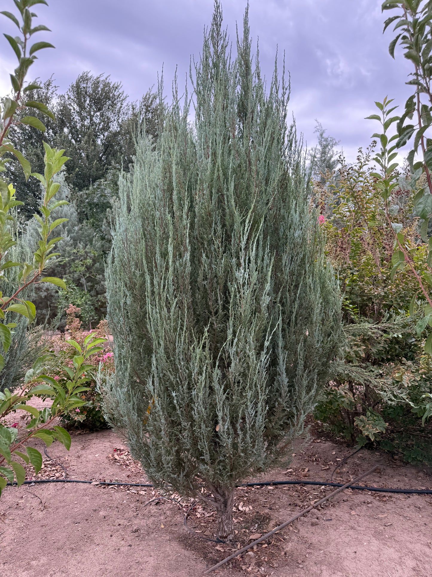 Juniper 'Skyrocket' - Grow Bag - #28399