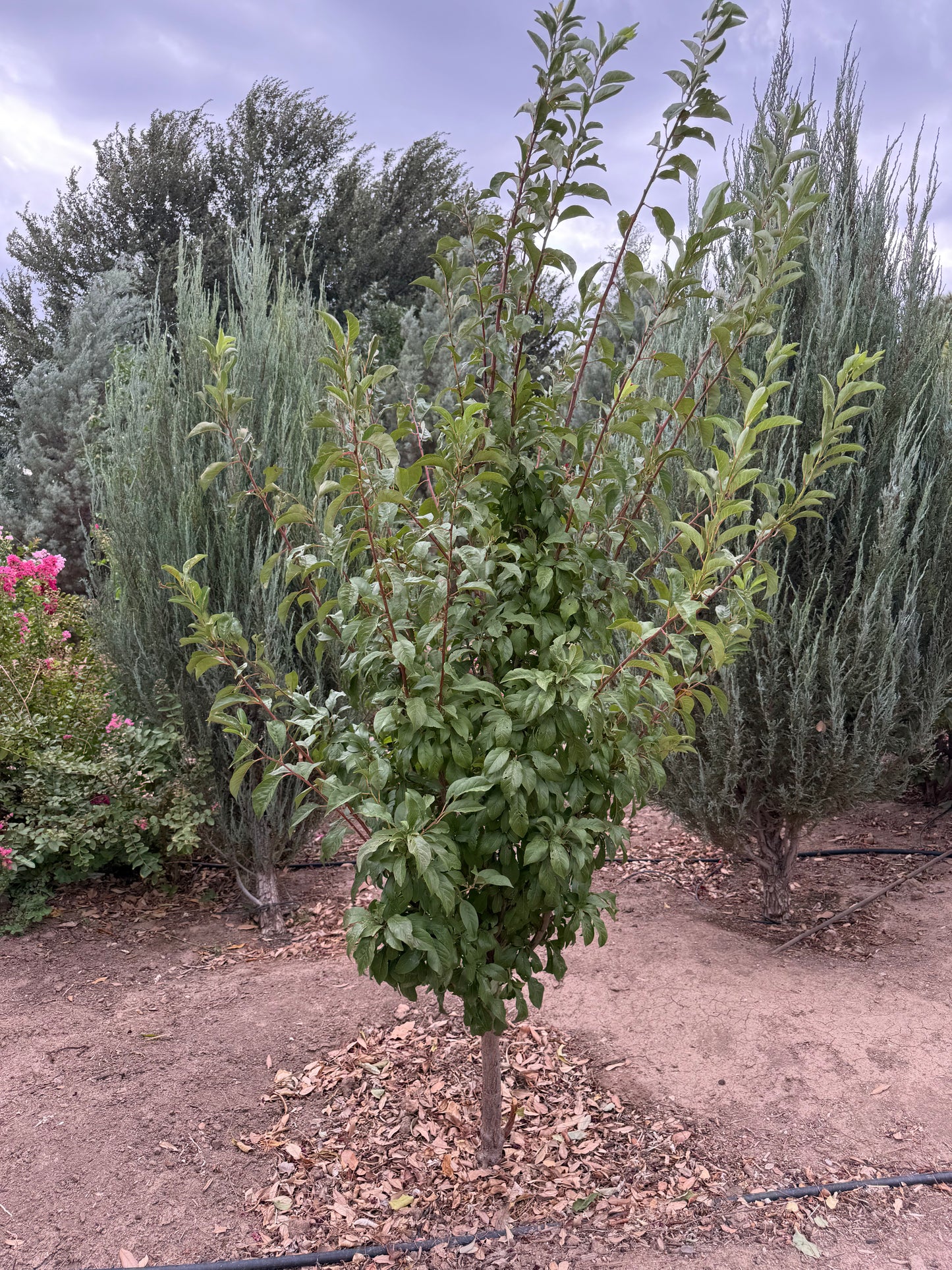 Plum Burgundy - Grow Bag - #29638