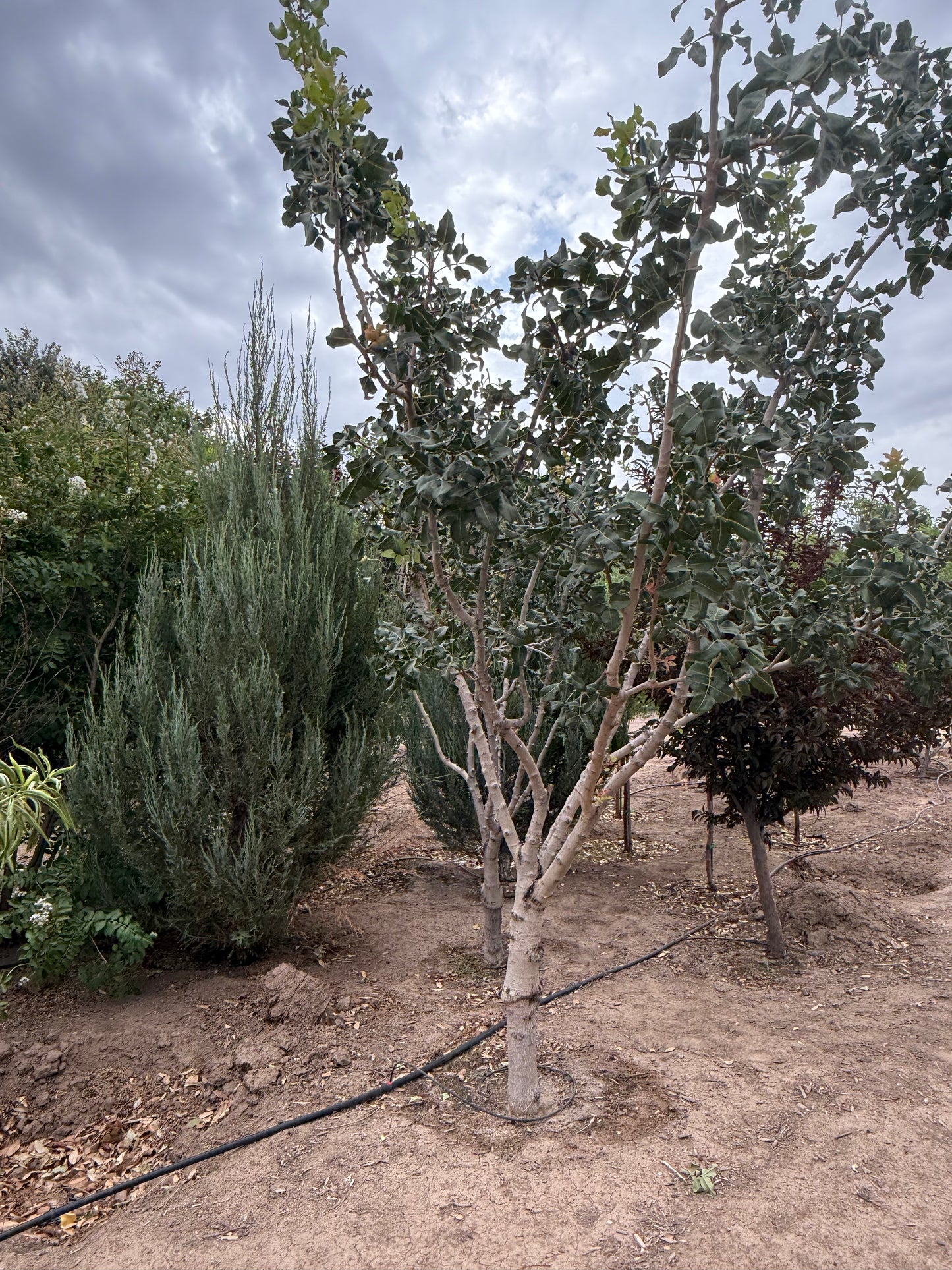 Pistachio Male 24" Bag - 2019 - #