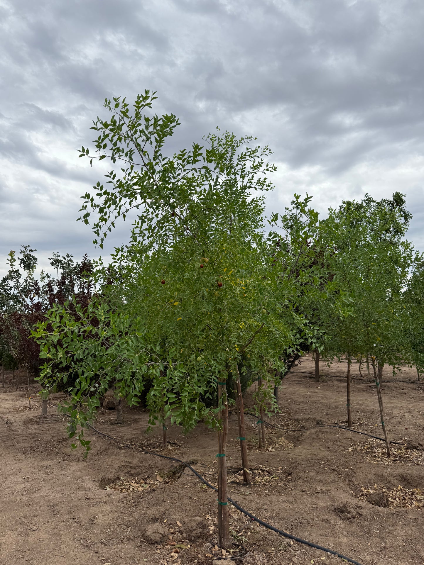Jujube 'Lang' - Grow Bag - #31708