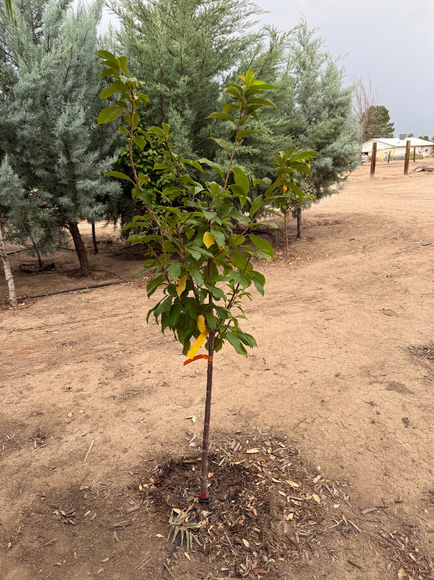 Cherry 'Bing' - Grow Bag - #29735