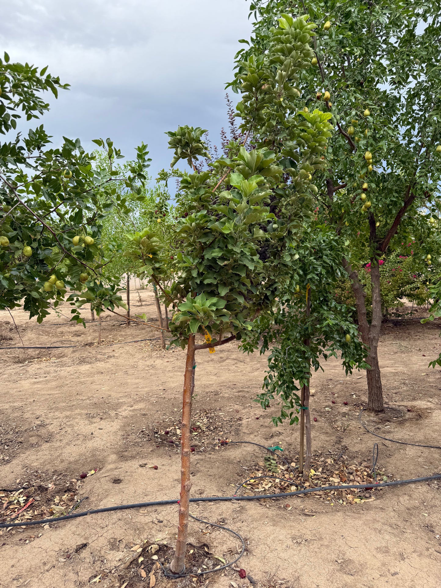 Golden Dorsett Apple - Grow Bag - #29672