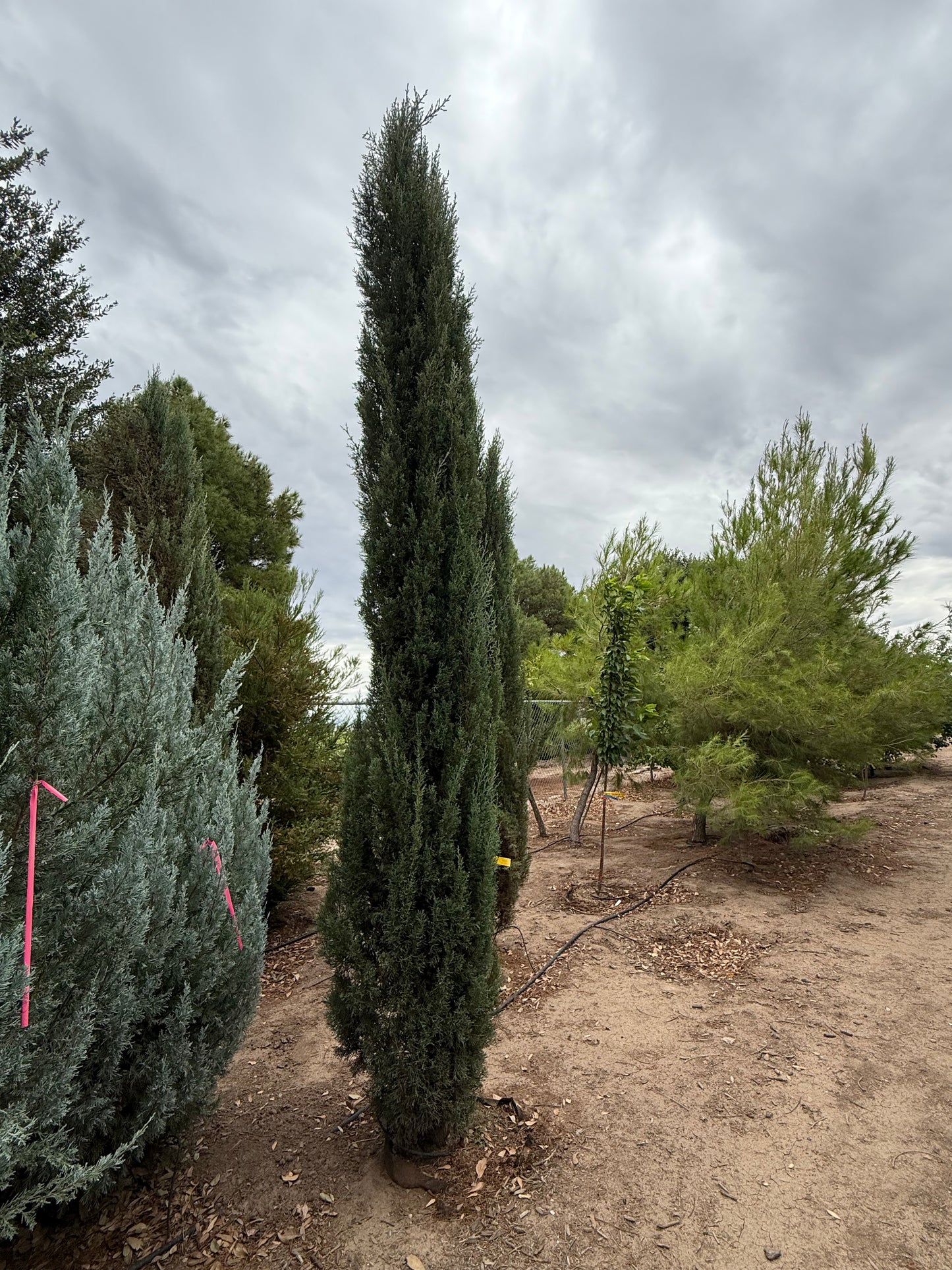 Cypress Italian - 18" Bag - #28400