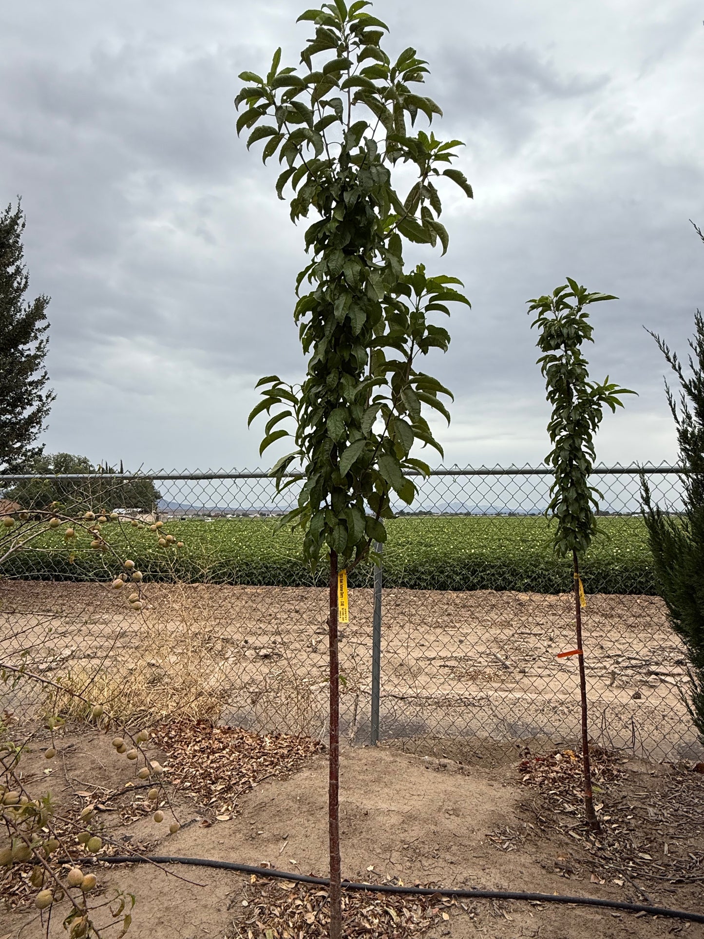 Cherry 'Black Tartarian' - Grow Bag - #29737