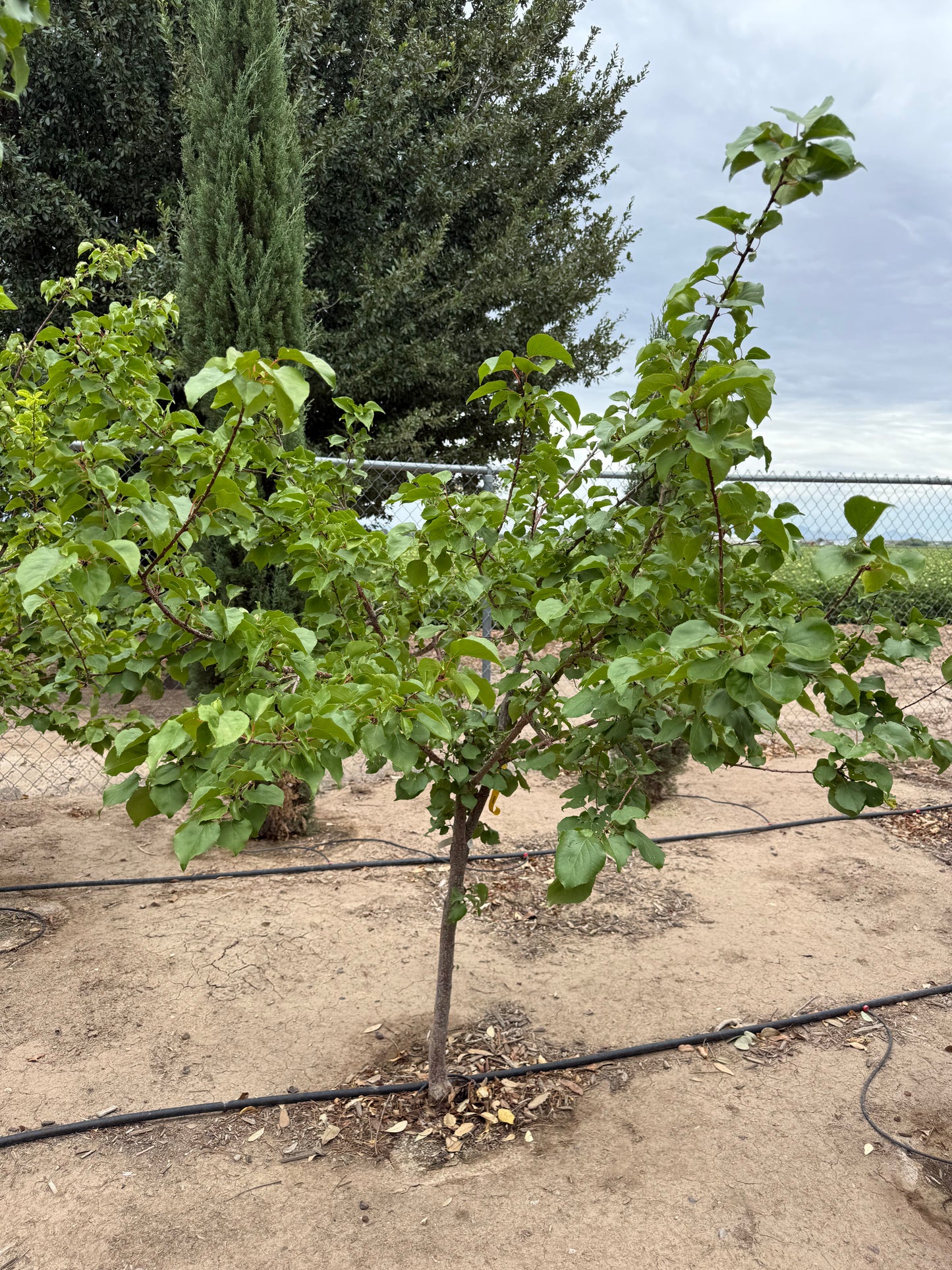 Apricot 'Gold Kist' - Grow Bag - #29713