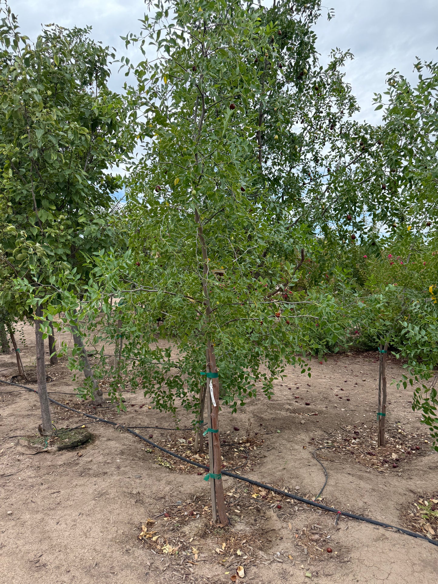 Sugar Cane Jujube - Grow Bag - #31710