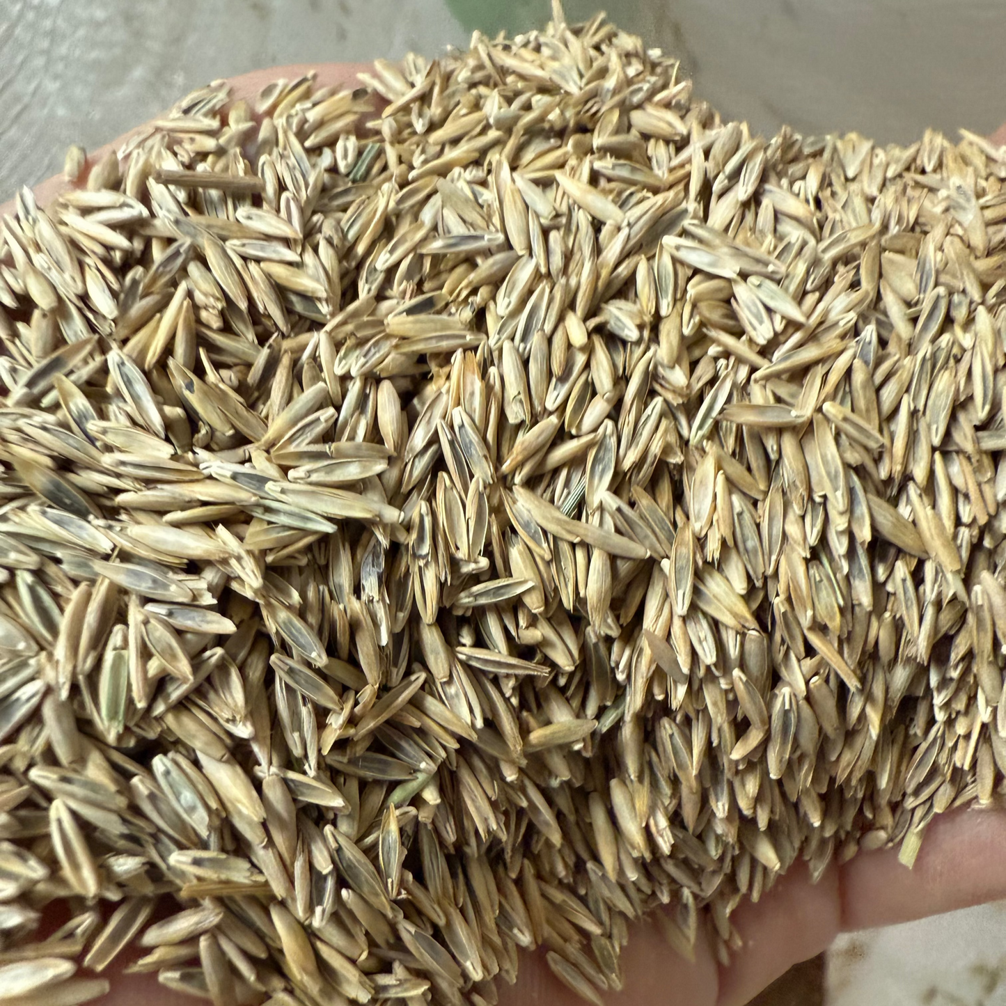 Grass Seed Tall Fescue - Per Pound or 50 Lb Bag - 1 Pound Covers 100 Sq Ft - #9985