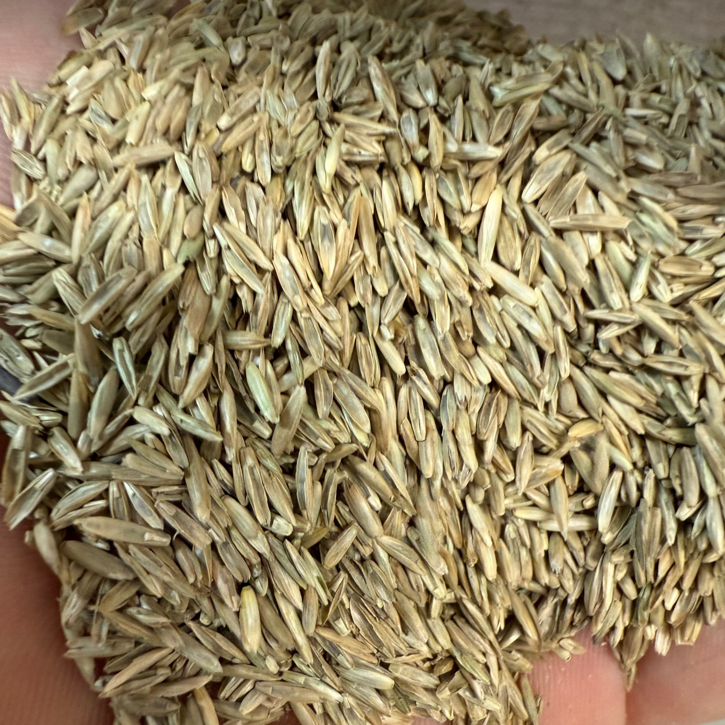 Grass Seed Perennial Rye - By the Pound or 50 Lb Bag - 1-2 lbs covers 100 Sq Ft - #9759