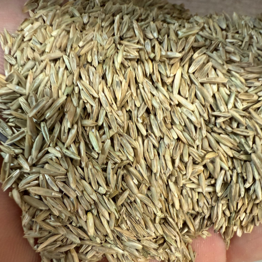 Grass Seed Perennial Rye - By the Pound or 50 Lb Bag - 1-2 lbs covers 100 Sq Ft - #9759