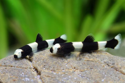 Panda Loach - #32866