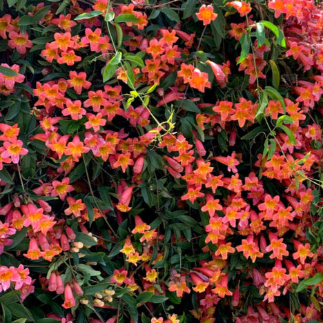 Crossvine 'Tangerine Beauty' - 5 Gallon - #21852