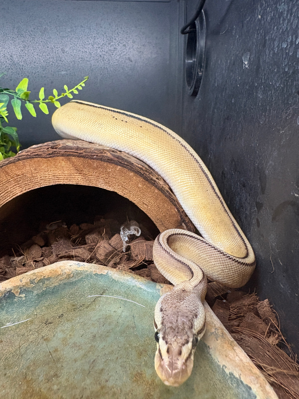 Pastel Leopard G-Stripe Het Clown Ball Python
