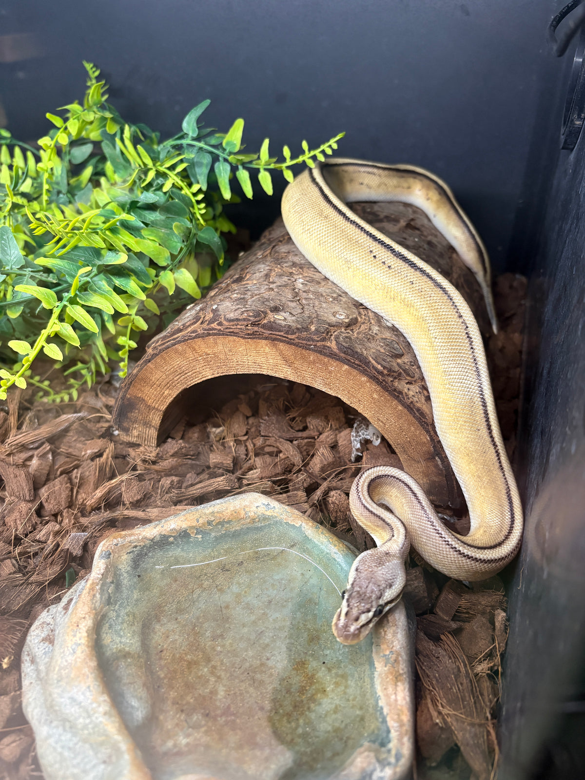 Pastel Leopard G-Stripe Het Clown Ball Python