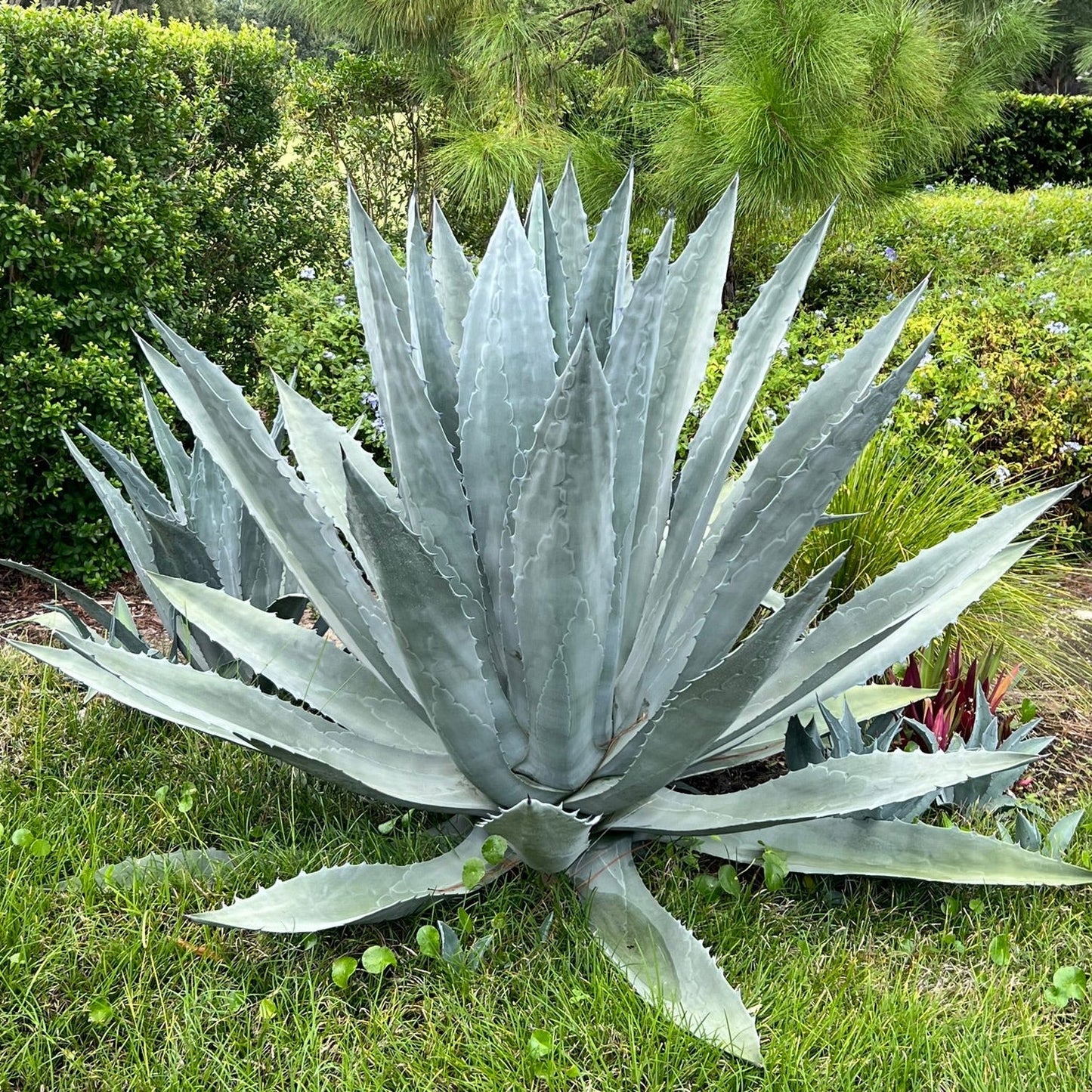 Century Plant Agave - 7 Gallon
