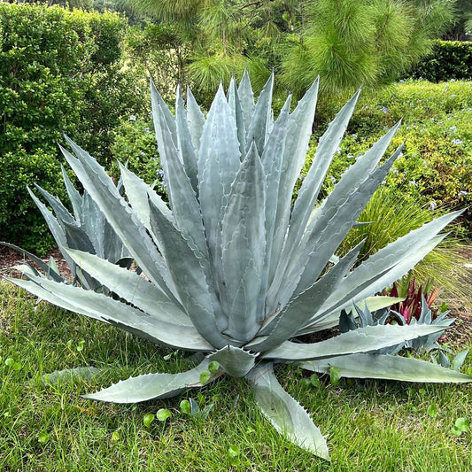 Century Plant Agave - 7 Gallon