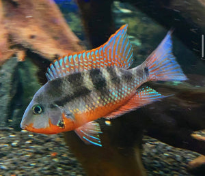 Firemouth Cichlids