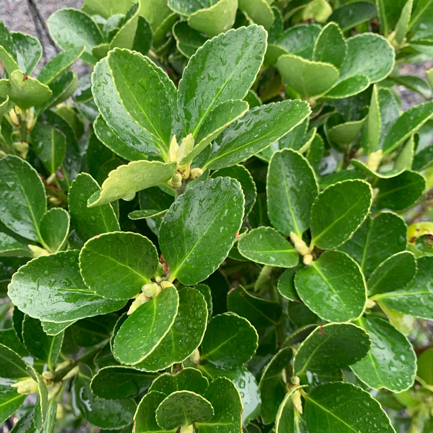 Euonymus 'Japanese' - 1 Gallon - #30159