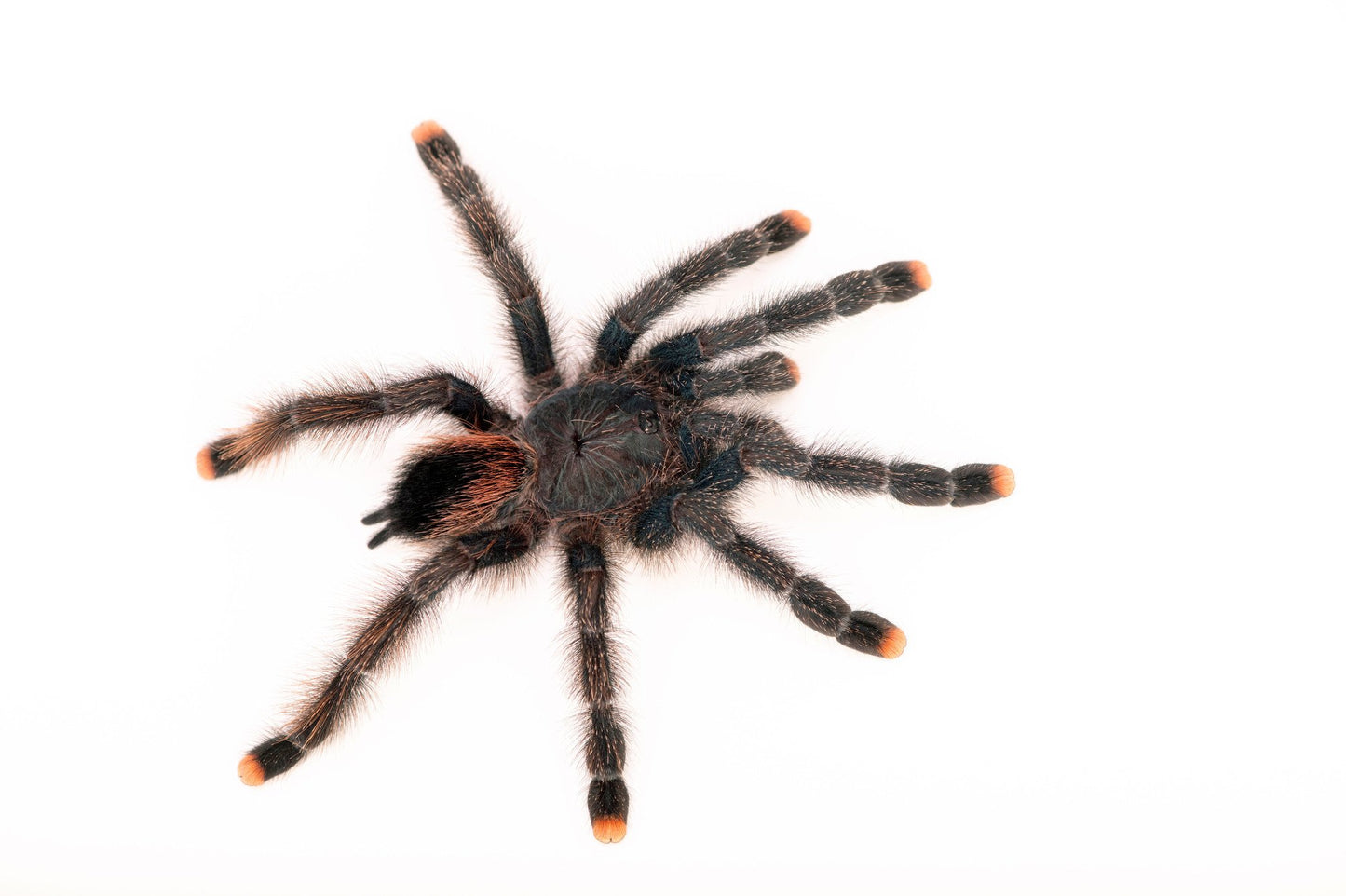 Pinktoe Tarantula - #28613