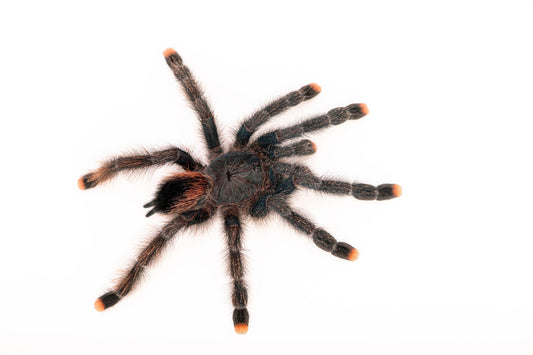 Pink Toe Tarantula - #28613
