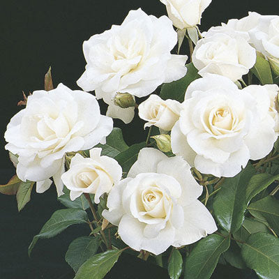 Rose Iceberg - Floribunda - TNP - #27814